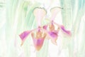 Art of the beautiful Paphiopedilum, Lady`s Slipper, slipper orchid flower