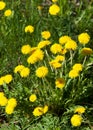 Art Beautiful spring flowers background. Yellow dandelion flowers with leaves in green grass, spring photo Royalty Free Stock Photo