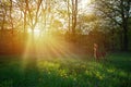 Art beautiful spring morning forest glade Royalty Free Stock Photo