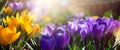 Art beautiful springtime floral background; blooming flower garden in spring on sunny bokeh background