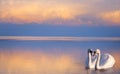 Art beautiful Two white swans on a lake Royalty Free Stock Photo