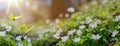 Art Beautiful white flowers and butterfly in spring in a forest meadow close-up in sunlight in nature. Spring landscape with Royalty Free Stock Photo