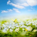 Art Beautiful white flowers and butterfly in spring in a meadow close-up in sunlight in nature. Spring landscape with flowering Royalty Free Stock Photo