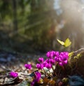 Art Beautiful wild pink flower fresh spring morning on nature and fluttering butterfly on spring forest background, macro.