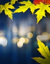 A Beautiful yellow autumn maple leaves in a puddle in the rain. Autumn weather season. Reflection of the night city light in the Royalty Free Stock Photo