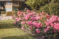 Art bench and flowers in the morning in an English park. Leaf, beauty. Royalty Free Stock Photo