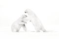 Art, black and white photo of two polar bears fighting on drift ice in Arctic Svalbard. Animal fight in white snow. White wildlife