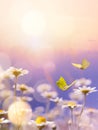 Art blooming flower meadow in summer on sunset sky background. Beautiful summertime chamomile floral background