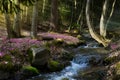 Blooming spring forest; Mountain stream and spring flowers