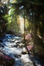 Blooming spring forest; Mountain stream and spring flowers