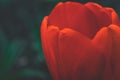 Art blurred imagered blooming tulip bud with wet large droplets in the rain on a flowerbed in a home garden close-up, faded tint, Royalty Free Stock Photo