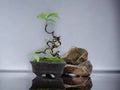 The art of bonsai ornamental plants in beautiful small pots