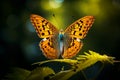 The art of butterfly photography