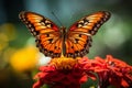 The art of butterfly photography