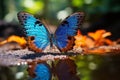 The art of butterfly photography