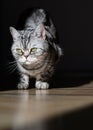 Art Cat portrait, contrasting photos of darkness, British silver tabby stunning photos. Mystical cat, black shadows, contrasting l