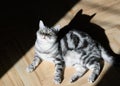 Art Cat portrait, contrasting photos of darkness, British silver tabby stunning photos. Mystical cat, black shadows, contrasting l