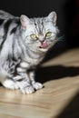 Art Cat portrait, contrasting photos of darkness, British silver tabby stunning photos. Mystical cat, black shadows, contrasting l