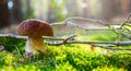 Art cep Porcini mushroom on the moss in sunny autumn forest. Autumn Nature background Royalty Free Stock Photo