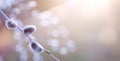 Art Closeup springtime floral background; willow blooming tree in spring on sunny bokeh background