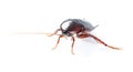 Art Cockroach bug isolated on white background Royalty Free Stock Photo