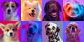 Art collage made of funny dogs different breeds and ferret on multicolored studio background in neon light. Concept of