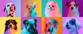 Art collage made of funny dogs different breeds and grace cat sphinx on multicolored studio background in neon light.