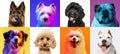 Art collage made of funny dogs different breeds on multicolored studio background in neon light
