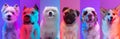 Art collage made of funny dogs different breeds on multicolored studio background in neon light.