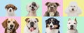 Art collage made of funny dogs different breeds on multicolored studio background. Set of 8 images of small and big dogs