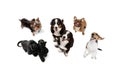 Art collage made of funny dogs different breeds posing isolated over white studio background. Royalty Free Stock Photo