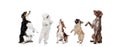 Art collage made of funny dogs different breeds posing isolated over white studio background. Royalty Free Stock Photo