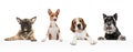 Art collage made of funny dogs different breeds posing isolated over white studio background. Royalty Free Stock Photo