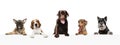 Art collage made of funny dogs different breeds posing isolated over white studio background. Royalty Free Stock Photo