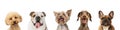 Art collage made of funny dogs different breeds posing isolated over white studio background. Royalty Free Stock Photo