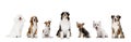 Art collage made of funny dogs different breeds posing isolated over white studio background. Look happy, delighted. Royalty Free Stock Photo