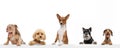 Art collage made of funny dogs different breeds posing isolated over white studio background. Look happy, delighted. Royalty Free Stock Photo