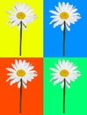 Art composition, daisy isolated in four colored background Royalty Free Stock Photo