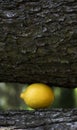 Art composition with lemon under tree Royalty Free Stock Photo