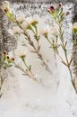 Art concept with frozen flowers - white sakura flowers on green branch frozen in transparent ice in shiny light beam on dark.