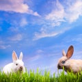 Art couple little Easter rabbits on green grass