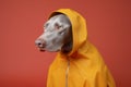 dog pet fashion funny animal latex concept colourful stylish art. Generative AI.