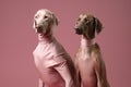 dog animal stylish art fashion concept latex pet colourful funny. Generative AI.