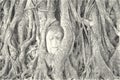 Drawing black and white of buddha head on banyan tree in Ayutthaya Thailand