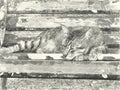 Drawing black and white of cute tabby cat on wooden chair