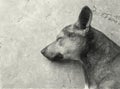 Drawing black and white of dog sleeping in cement floor Royalty Free Stock Photo