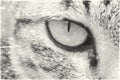 Drawing black and white of eye cat Royalty Free Stock Photo