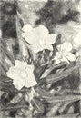 Drawing Black And White Of Nerium Oleander Flower In Nature Garden