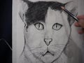 Art Drawing Sketch out line Face Cute cat Light and shadow thailand