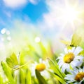 art Easter spring background with flower meadow with white spring flowers and yellow butterflies on a sunny day. Easter morning Royalty Free Stock Photo